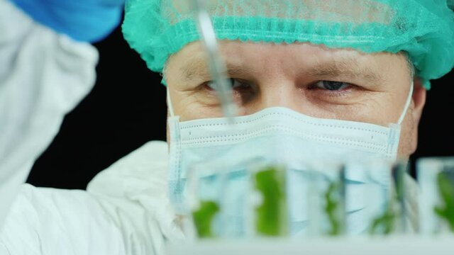 A male-focused researcher works in a laboratory with samples of green plants
