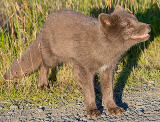 Ein Polarfuchs in Island