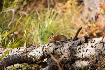 Chipmunk sitting on tree log