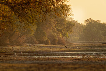 Landscape scenery in Mana Pools National Park in Zimbabwe, Africa with Saddle-billed Stork (Ephippiorhynchus senegalensis) and lot of another species during sunset or sunrise