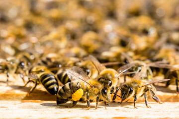 Honigbienen im Bienenstock - Beute