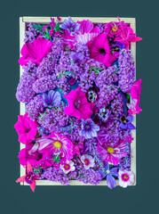 A box of September purple flowering garden plants