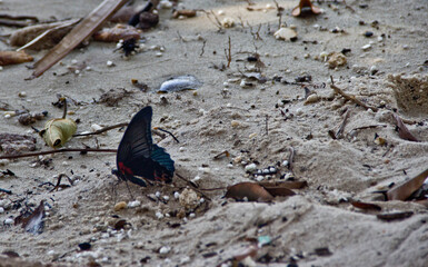Dark Butterfly calmly setting on the sand