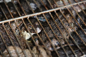 toads on vietnamese market