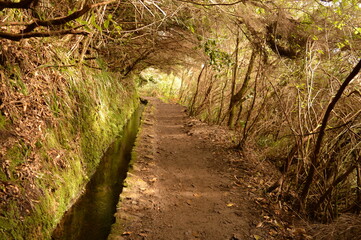 Fototapeta premium Hiking on the green paths of the levadas and waterfalls on Madeira Island in Portugal