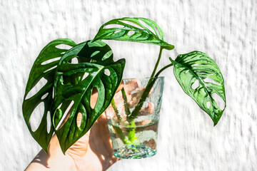 Monstera monkey mask cutting in the water. © Victoria