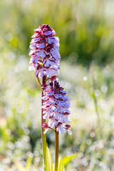 Deutschland - heimische Orchideen - Purpur-Knabenkraut - Orchis
purpurea