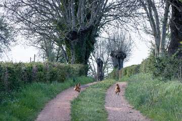 Obraz na płótnie Canvas Deux poules sur un chemin