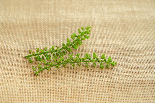 穂紫蘇 Images Browse 7 Stock Photos Vectors And Video Adobe Stock