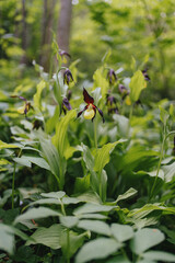 Cypripedium calceolus orchid in wild habitat