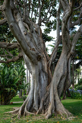 Banyan Tree tropical Indian fig tree Ficus benghalensis in the Park in the french city Beaulieu-sur-Mer