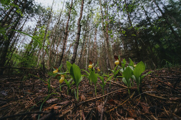 Cypripedium calceolus orchid in wild habitat