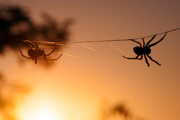 Aranha
