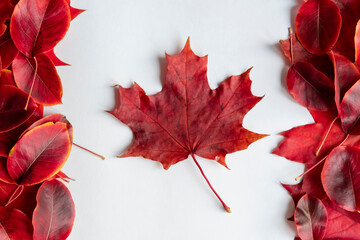 Happy Canada day concept with the canadian flag made out of real red fallen autumn leaves on white background. Maple leaf in the middle. 