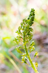 Orchidee - Großes Zweiblatt - Neottia ovata