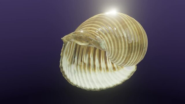 Tonna galea, sea shell, cg, camera orbits