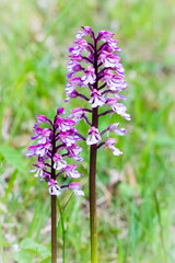 Deutschland - heimische Orchideen - Helm-Knabenkraut - Orchis militaris