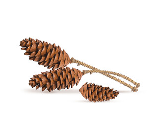 brown cones fir on a white background