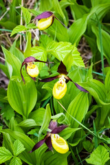 Gelber Frauenschuh Orchidee - Cypripedium calceolus