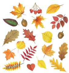 Set of watercolor autumn leaves, golden autumn, illustration on white background