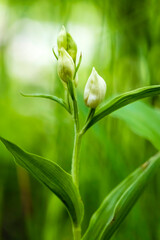 Deutschland - heimische Orchideen - Bleiches Waldvöglein - Cephalanthera
damasonium