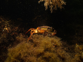 A closeup picture of a crab in a beautiful marine environment. Picture from Oresund, Malmo in southern Sweden.