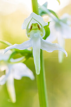 Deutschland - heimische Orchideen - Weiße Waldhyazinthe - Platanthera bifolia
