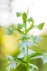 Deutschland - heimische Orchideen - Weiße Waldhyazinthe - Platanthera bifolia