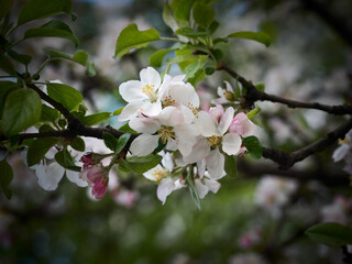 Spring flowers on apple-tree branches