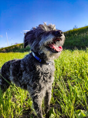 Cute gray bearded shaggy dog with open mouth on background of green grass. Walking with dog, care of pets