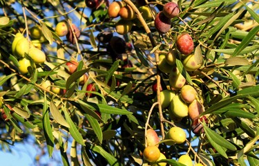 Close up of olives, olive grove in the outskirts of Athens in Attica, Greece.