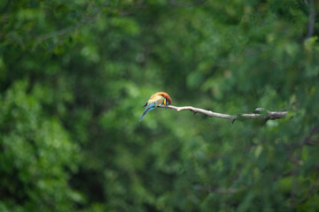 European bee-eater bird in wild natural habitat