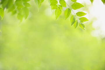 Fototapeta na wymiar Closeup nature view of green leaf on blurred greenery background with copy space using as background natural green plants landscape, ecology, fresh wallpaper concept.
