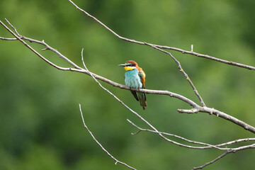 European bee-eater bird in wild natural habitat