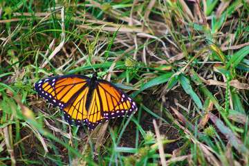 butterfly on grass