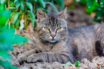 the gray cat lies in nature