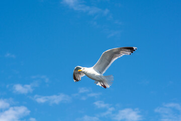 A picture of a flying seagull. A clear blue sky with a few patches of clouds in the background