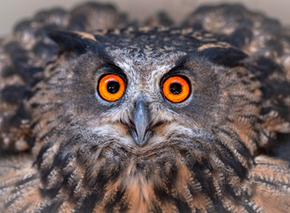 A close look of the beak and orange eyes of a owl. Funny look of a Angry Owl.
