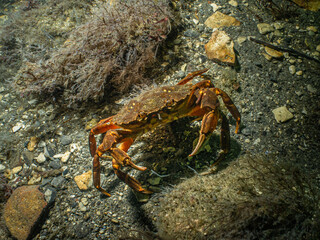 A closeup picture of a crab in a beautiful marine environment. Picture from Oresund, Malmo in southern Sweden.