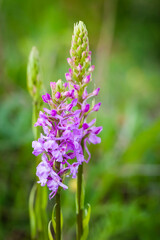 Orchidee - Großer Händelwurz - Gymnadenia conopsea