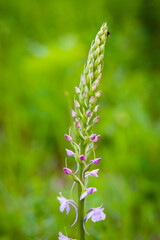 Orchidee - Großer Händelwurz - Gymnadenia conopsea