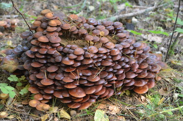 colony of mushrooms on tree stump