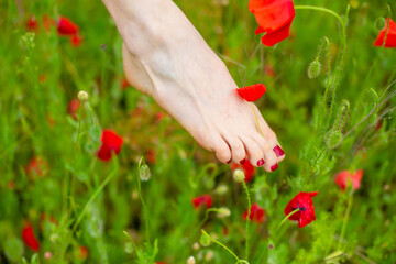 A girl runs barefoot across a poppy field. Red blooming poppy flowers and bare feet close-up