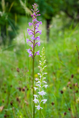 Orchidee - Großer Händelwurz - Gymnadenia conopsea