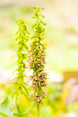 Orchidee - Breitblättriger Ständelwurz - Epipactis
helleborine