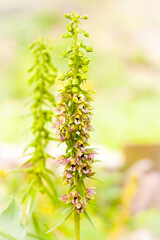 Orchidee - Breitblättriger Ständelwurz - Epipactis
helleborine