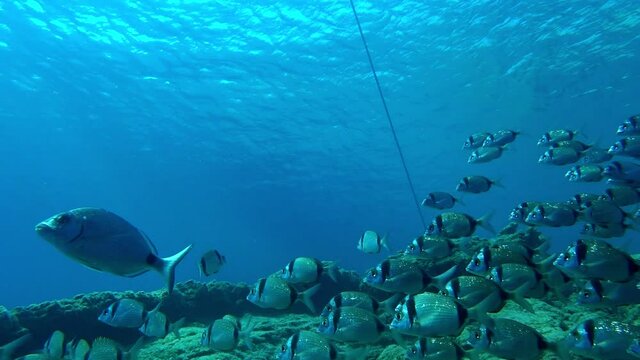 Sea breams or diplodus annularis are swimming at a reef.
