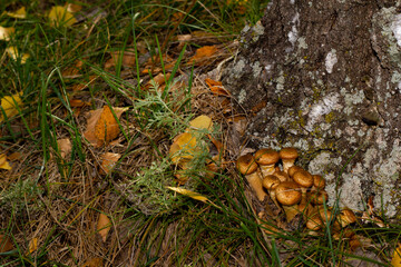 Honey mushrooms grow on a stump in the forest near the city. Environmental protection concept.