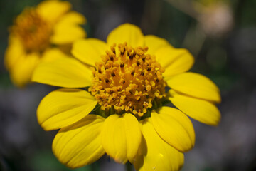 Margarita, flore, flor amarilla