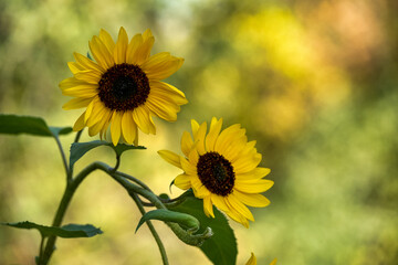 sunflowers in the field